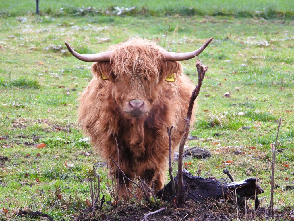 Ein Highland-Rind steht auf einer Wiese mit grünem Gras und einem umgestürzten Ast im Vordergrund.