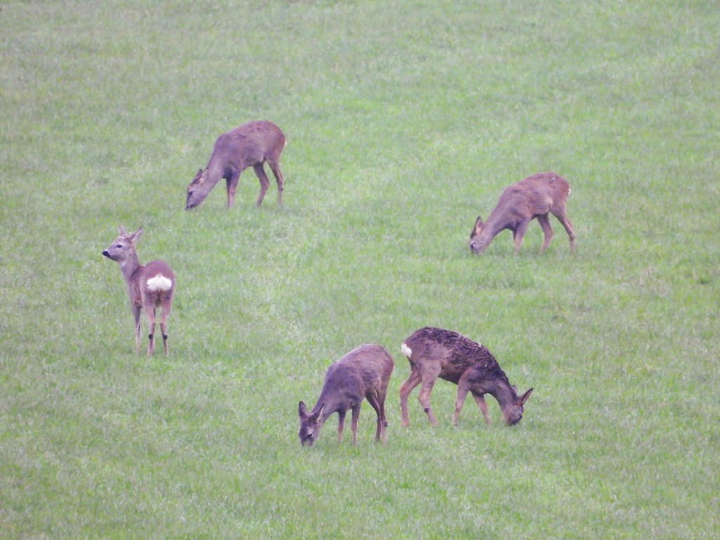 Fünf Rehe auf einer grünen Wiese, die grasen, an einem grauen Wintertag.