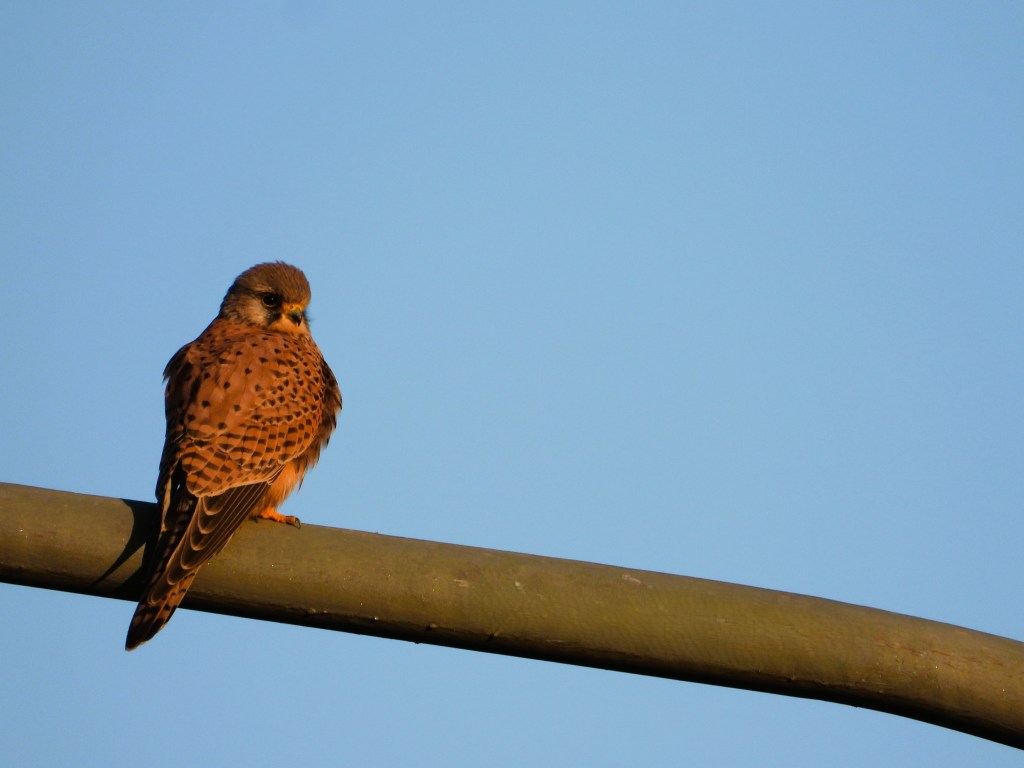 Ein Vogel sitzt auf einem waagerechten Ast vor einem klaren blauen Himmel.