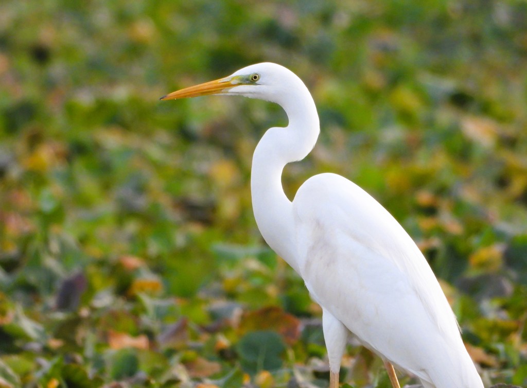 Ein Silberreiher steht mit erhobenem Kopf zwischen grünem Wasserpflanzen, im Hintergrund verschwommen.