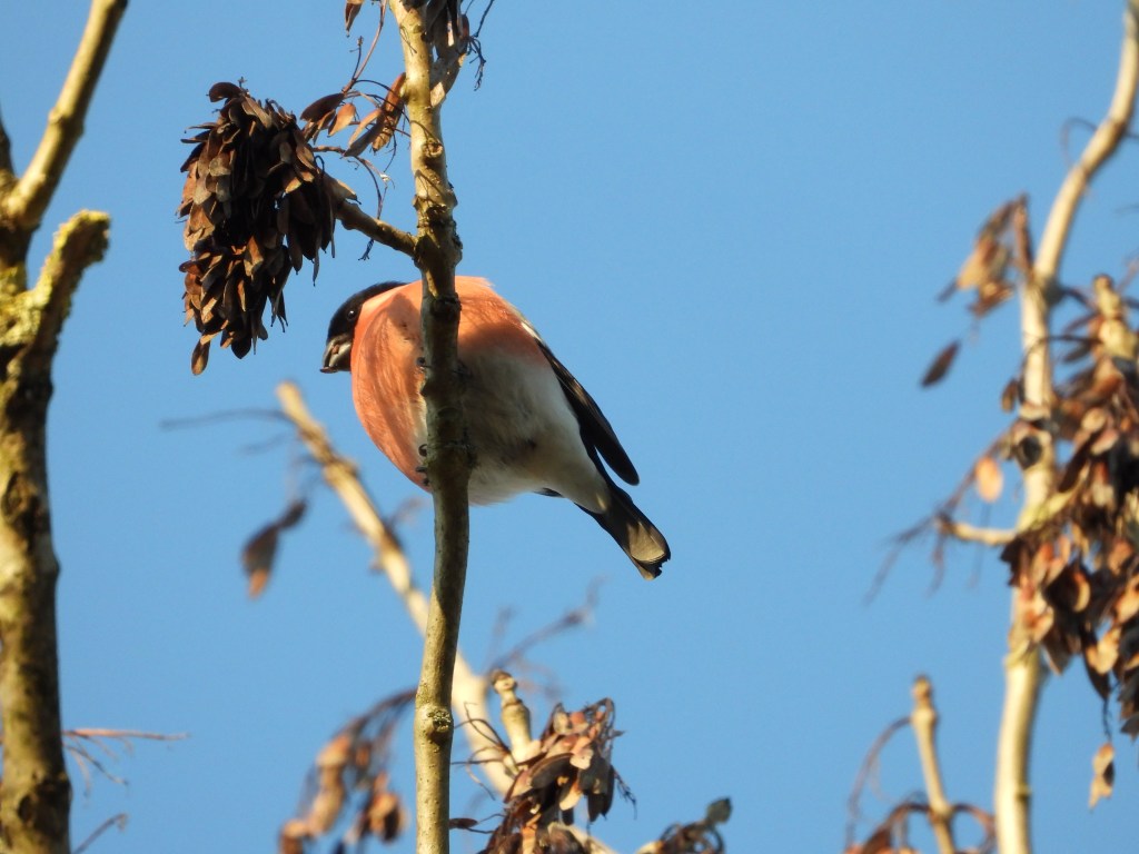 Ein Dompfaff (Gimpel) sitzt auf einem Ast mit braunem Laub, umgeben von klarem blauen Himmel.