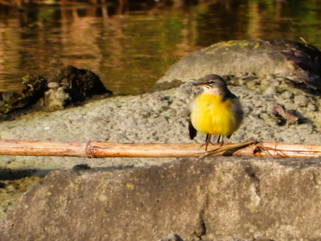 Ein junger Vogel, die Gebirgsstelze, sitzt auf einem Ast am Ufer eines Gewässers, umgeben von Steinen und Pflanzen.