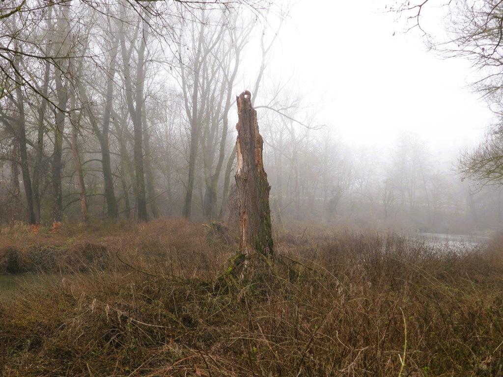Ein einzelner, teils verwitterter Baumstumpf steht in einer nebligen, mystischen Landschaft mit kargen Bäumen und trockenen Sträuchern in einer schwarz-weißen Szenerie.