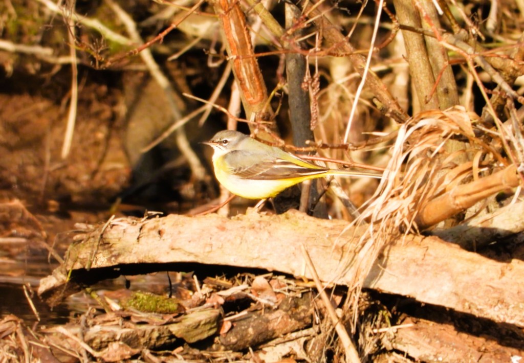 Eine Gebirgsstelze (Motacilla cinerea) sitzt auf einem Baumstamm in der Nähe eines Gewässers, umgeben von Ästen und Pflanzen.