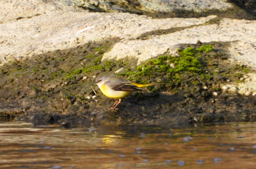 Eine Gebirgsstelze (Motacilla cinerea) steht am Ufer eines Gewässers, umgeben von moosbedeckten Steinen.