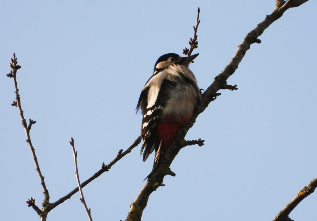 Ein Buntspecht sitzt auf einem Ast vor blauem Himmel.