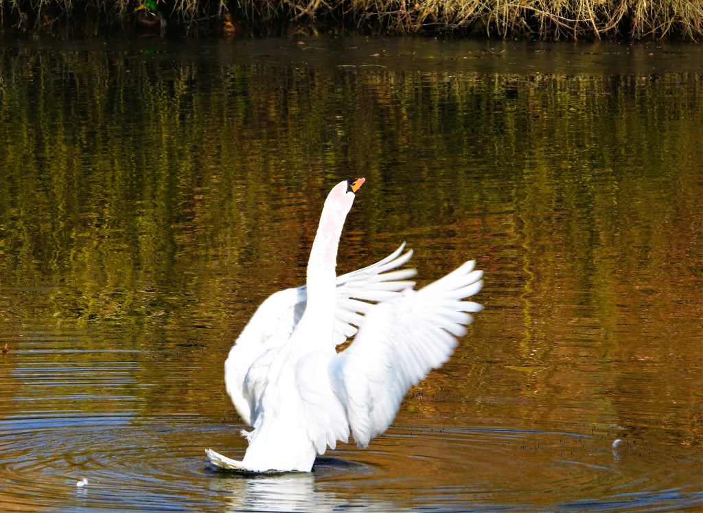 Ein Schwan breitet seine Flügel aus und schwimmt majestätisch auf ruhigem Wasser, reflektierend die umgebende Landschaft.