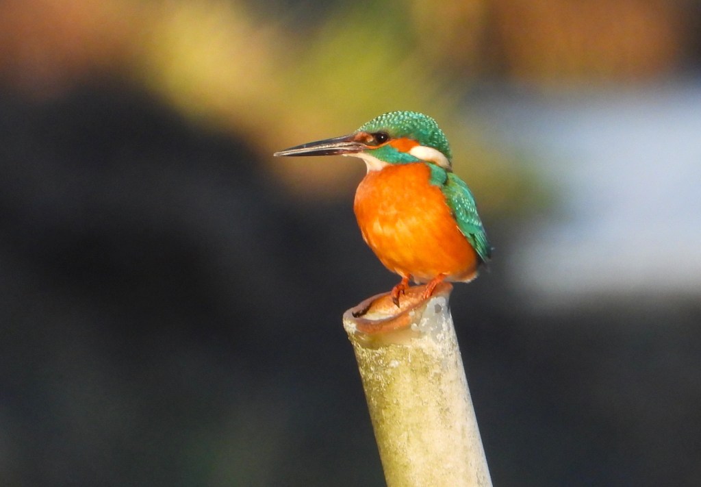 Ein Eisvogel sitzt auf einem Zaunpfahl, mit leuchtendem orangefarbenem Bauch und grünem Kopf, vor einer unscharfen natürlichen Hintergrundszene.
