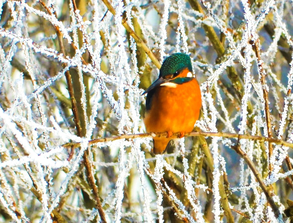 Ein Eisvogel sitzt auf einem Ast, umgeben von frostigen Zweigen und Raureif.