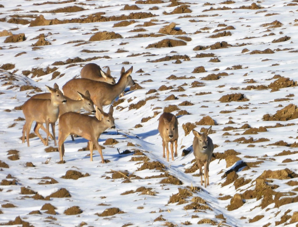 Eine Gruppe von Rehen steht auf einem schneebedeckten Feld mit unbewachsenen Erdstellen.