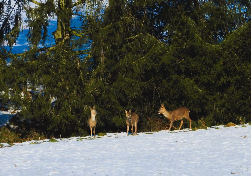 Drei Rehe stehen auf einer schneebedeckten Wiese vor einer dichten Nadelbaumkulisse.
