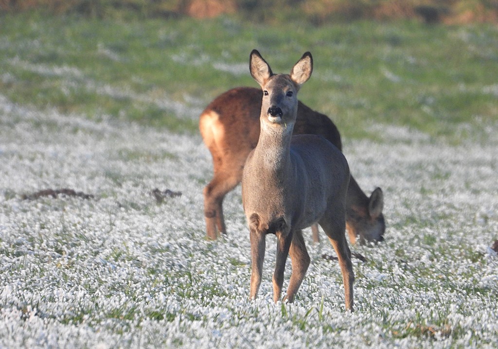 Eine Gruppe von Rehen auf einer mit Schneeglöckchen bedeckten Wiese im Winter.