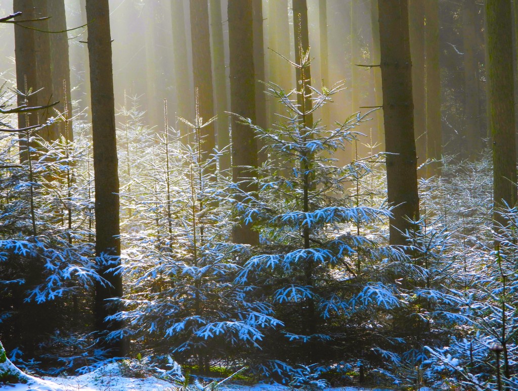 Winterliche Waldlandschaft mit schneebedeckten Tannenbäumen und Lichtstrahlen, die durch die Baumstämme hindurchscheinen.