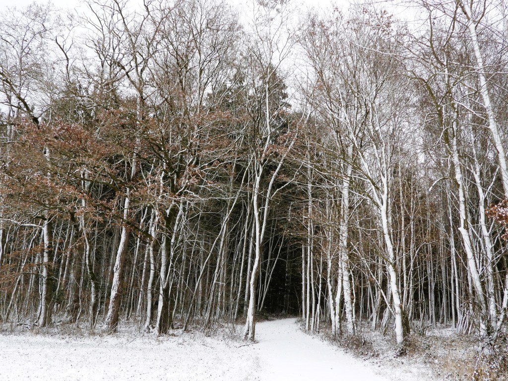 Eine verschneite Waldlandschaft mit kahlen Bäumen, die einen schmalen Pfad bilden.