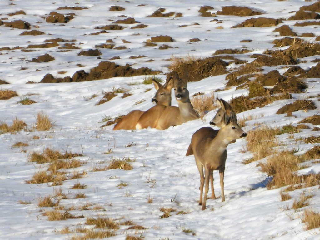 Eine Gruppe von Rehen sitzt im Schnee, umgeben von Gras und Erde.
