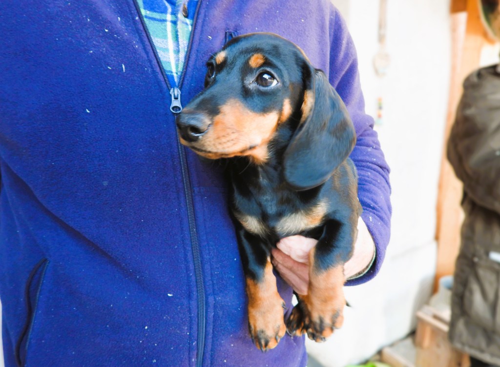 Ein junger Dachshund-Welpe wird von einer Person in einem blauen Pullover gehalten.