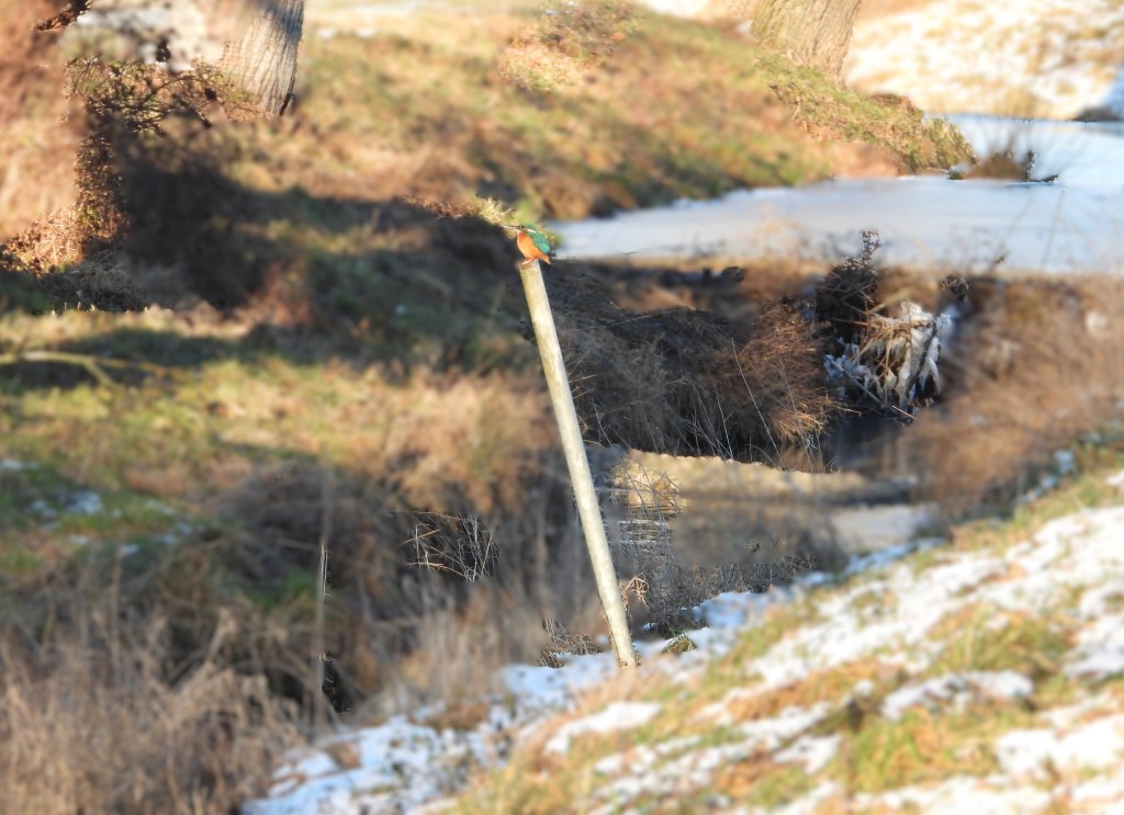 Ein schemenhaftes Bild eines Eisvogels, der auf einem Pfosten sitzt, mit einer natürlichen Landschaft im Hintergrund, die von einem Fluss und Weiden geprägt ist.
