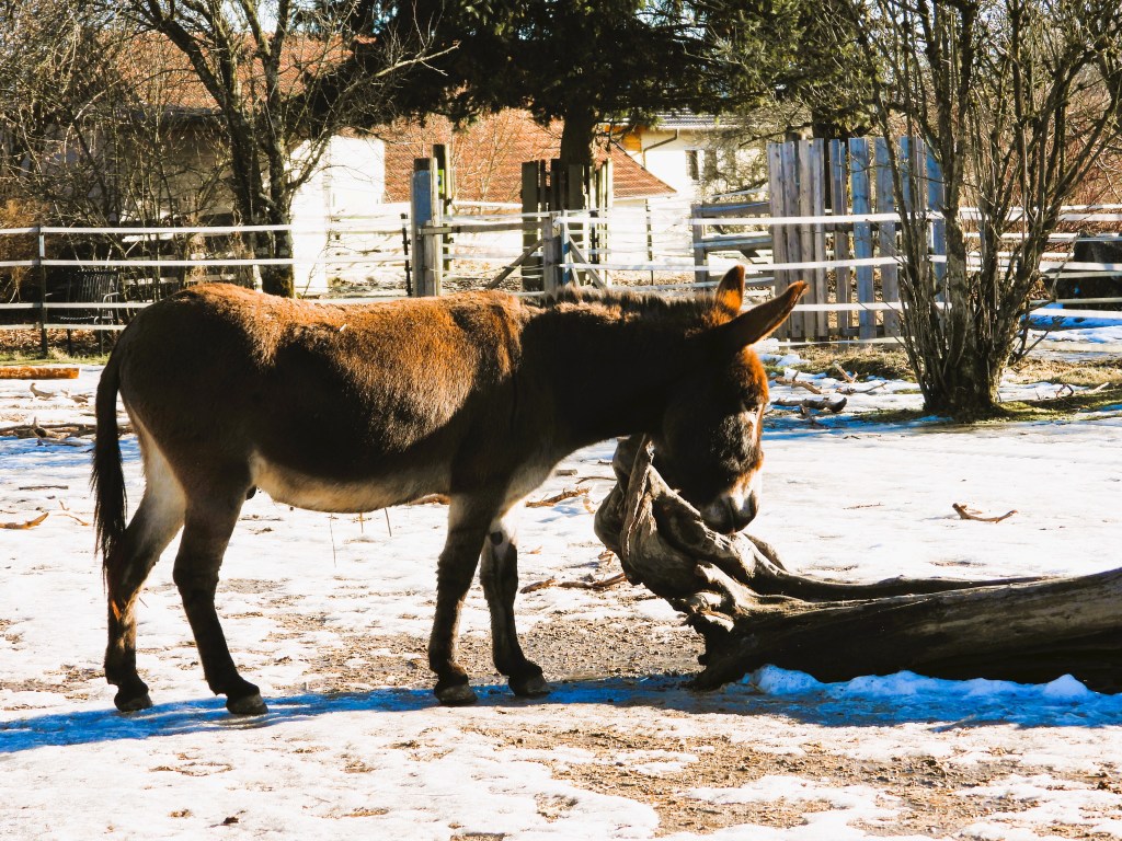 Ein Esel steht auf schneebedecktem Boden und schnüffelt an einem umgefallenen Stamm, mit einem Gehöft im Hintergrund.