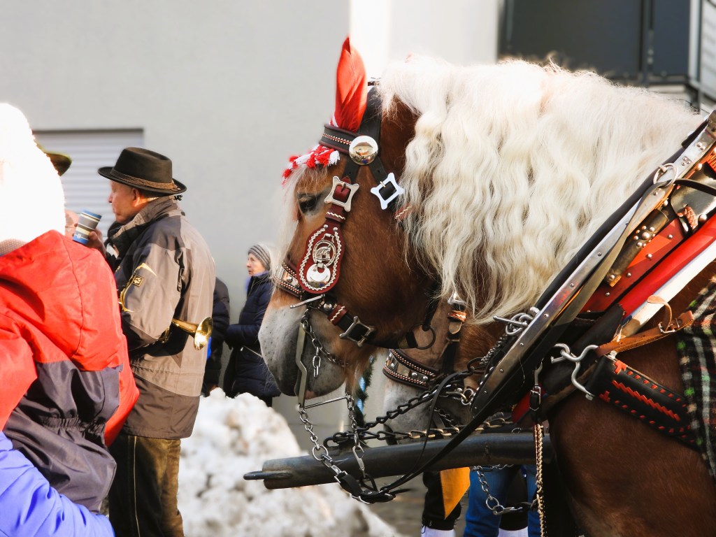 Ein braunes Pferd mit einer langen, lockigen Mähne, geschmückt mit traditionellem Zaumzeug und einer roten Feder, steht in der Nähe von Menschen in winterlicher Kleidung.