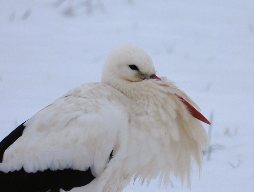 Nahaufnahme eines Storchs mit weißem Gefieder und rotem Schnabel, der vor einem schneebedeckten Hintergrund steht.