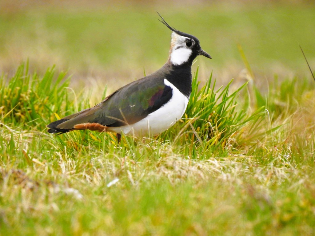 Ein Kiebitz steht auf einer Wiese mit grünem Gras und sieht aufmerksam aus.
