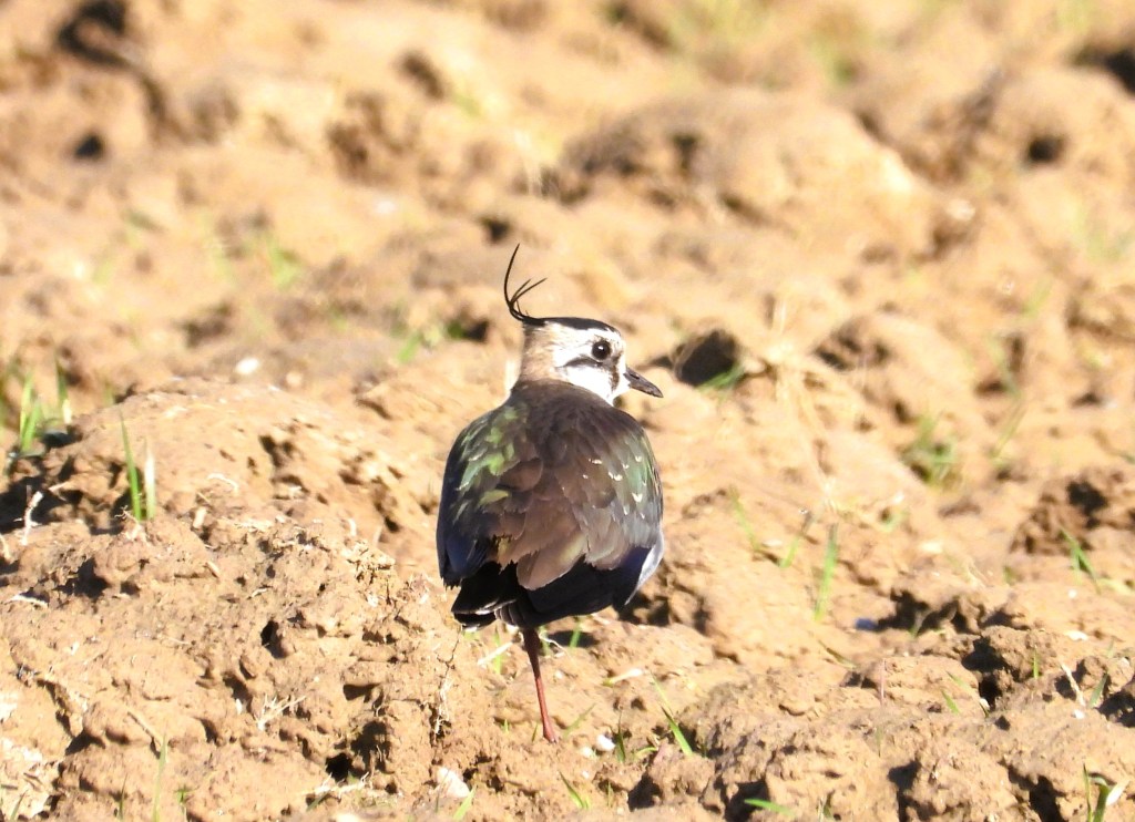 Ein Kiebitz steht auf einem unebenen, mit Erde bedeckten Feld und zeigt seine bunten Federn.