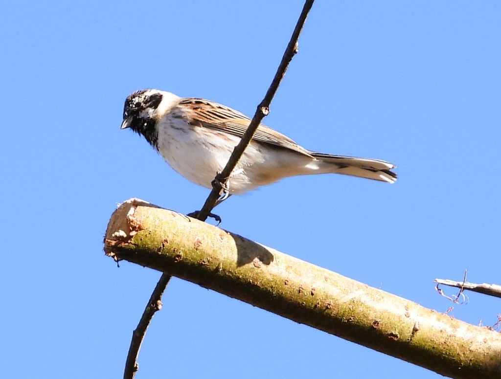 Ein Vogel sitzt auf einem Ast vor einem blauen Himmel.