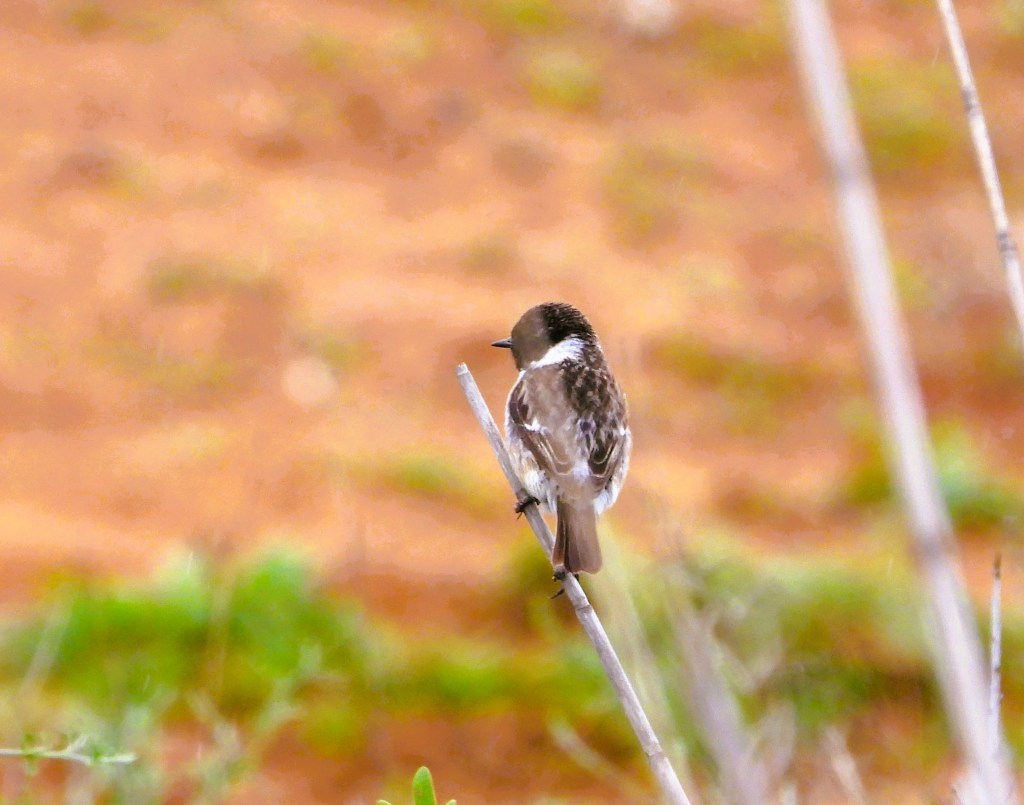 Ein Vogel sitzt auf einem dünnen Ast mit verschwommenem, grünem Hintergrund.