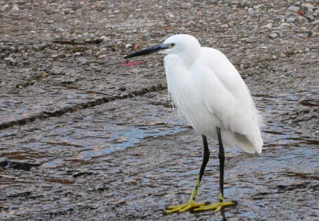 Ein weißer Reiher steht auf einem schlammigen Boden mit einer reflektierenden Wasseroberfläche im Hintergrund.