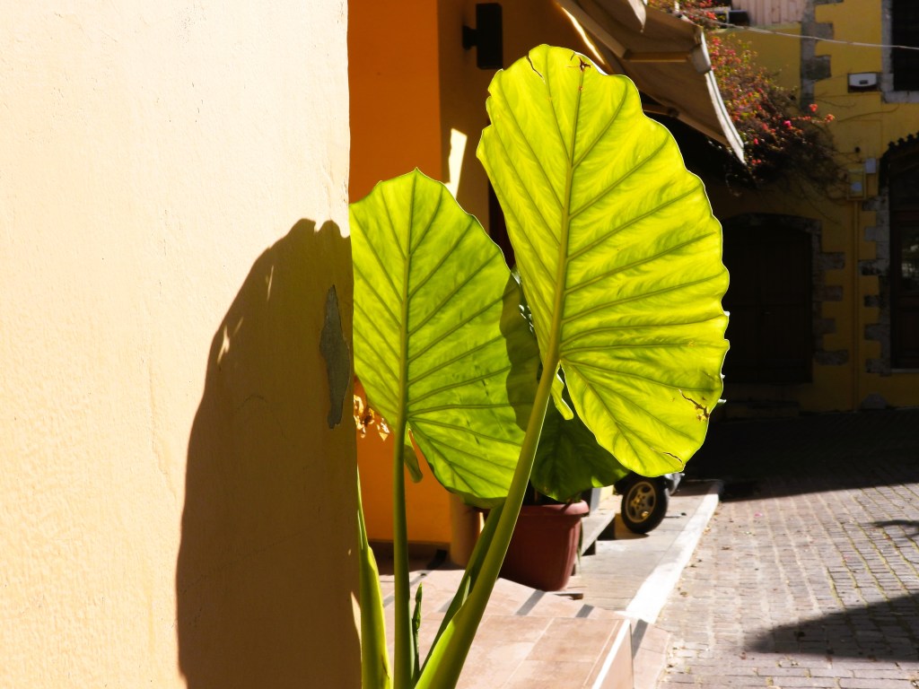 Große, leuchtend grüne Blätter einer Pflanze, die an einer gelben Wand lehnen und den Schatten werfen.