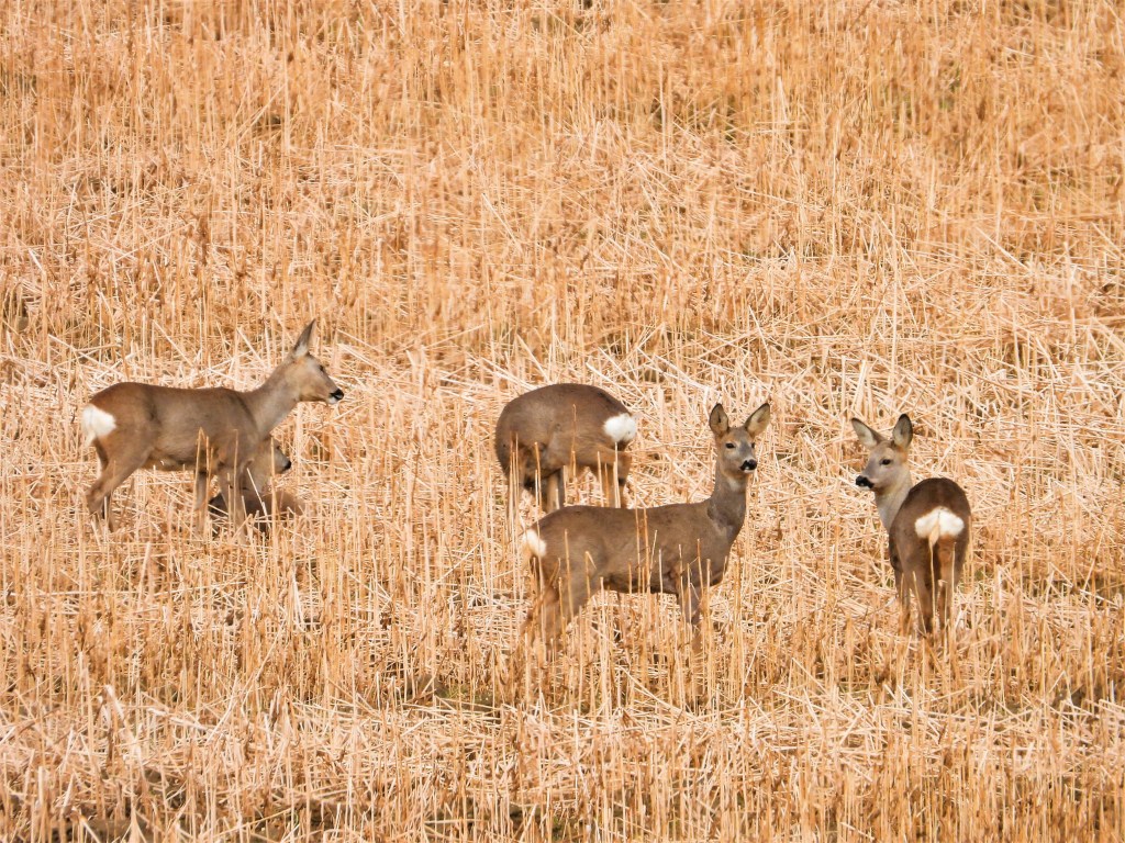 Eine Gruppe von Rehen steht in einem goldenen Stoppelfeld.