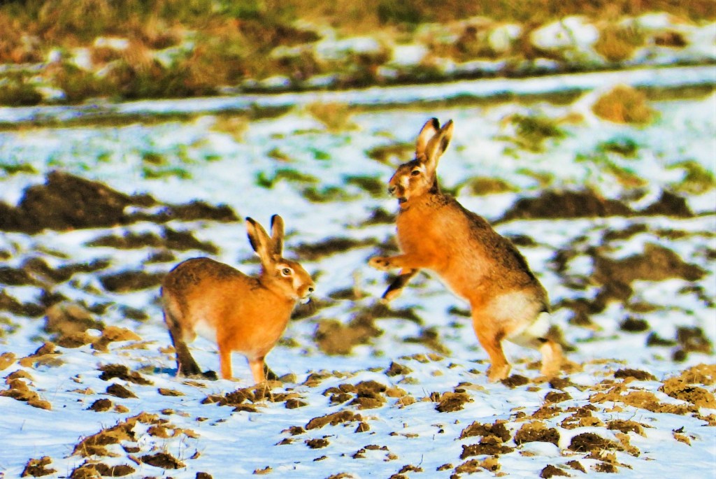 Zwei Wildkaninchen auf einem schneebedeckten Feld, eines springt und das andere steht aufmerksam daneben.