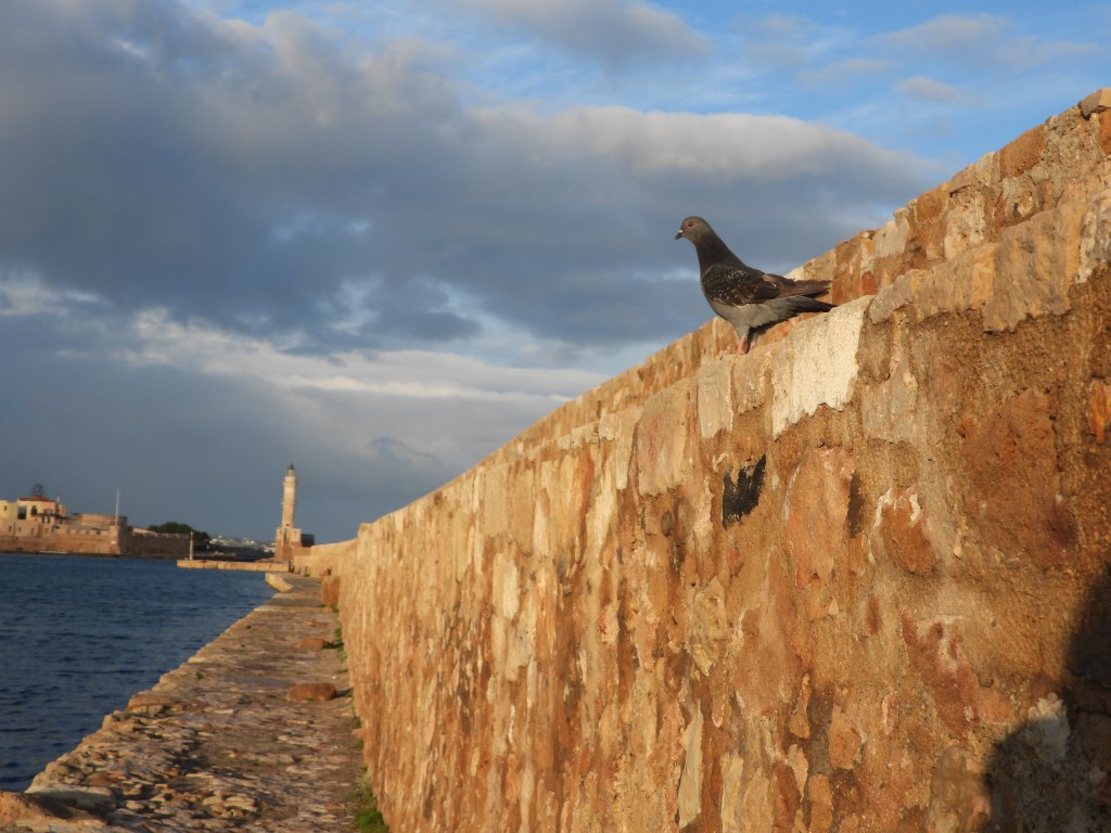 Eine Taube sitzt auf einer Mauer am Wasser, mit einer Stadt im Hintergrund und dramatischen Wolken am Himmel.