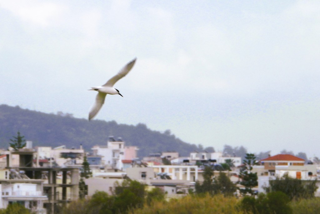 Ein Vogel fliegt über eine städtische Landschaft mit Häusern und einem Hügel im Hintergrund.