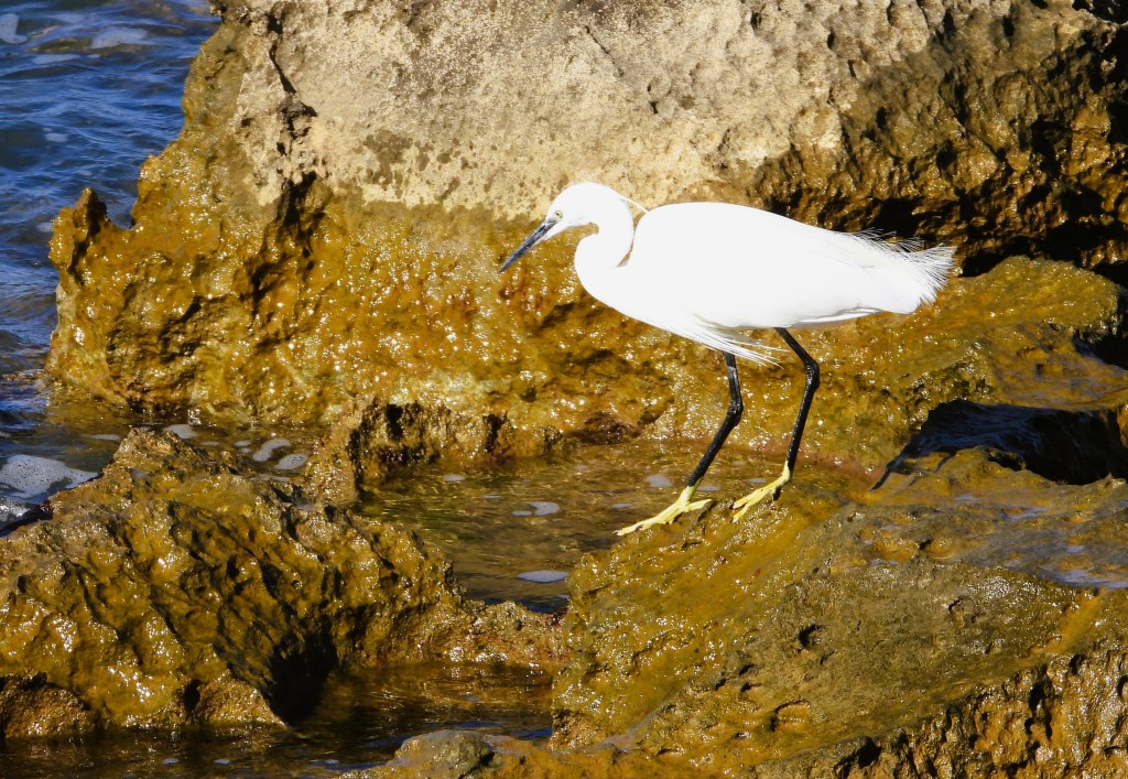 Ein weißer Reiher steht auf den Felsen am Wasser mit goldenen Algen.