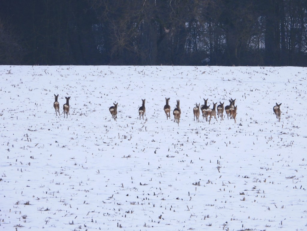 Eine Gruppe von Rehen läuft über ein schneebedecktes Feld.