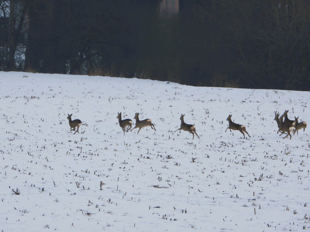 Eine Gruppe von Rehen, die durch eine schneebedeckte Wiese läuft.
