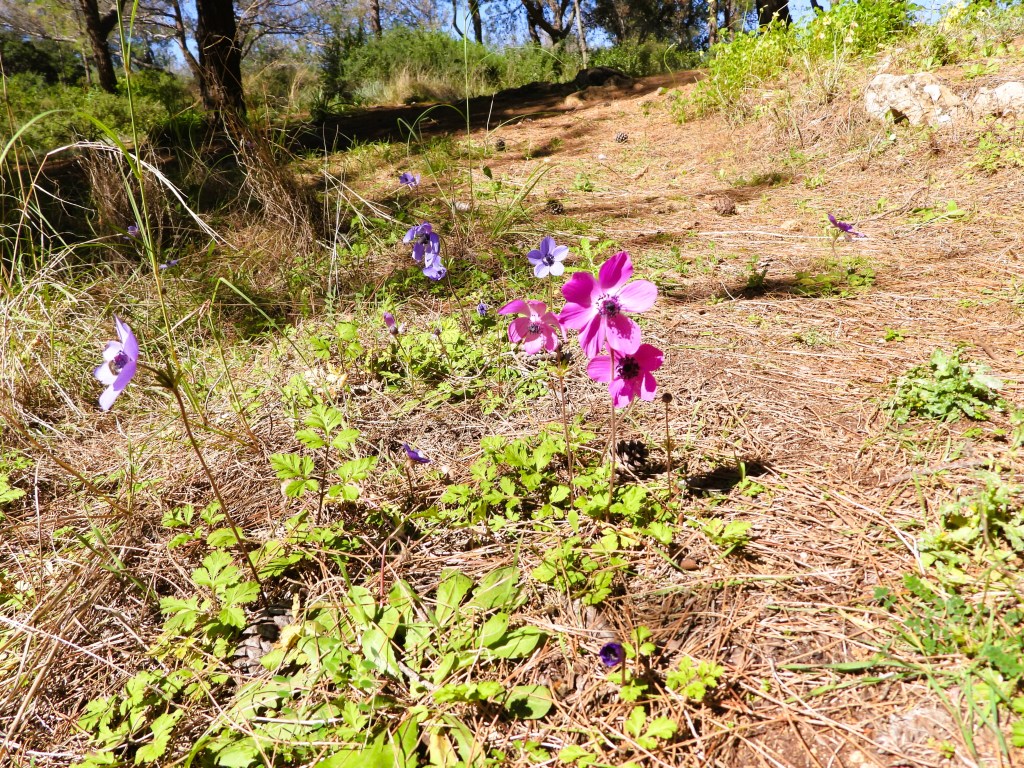 Bunte Blumen in einer sonnigen Landschaft mit grünem Gras und Nadelstreu.