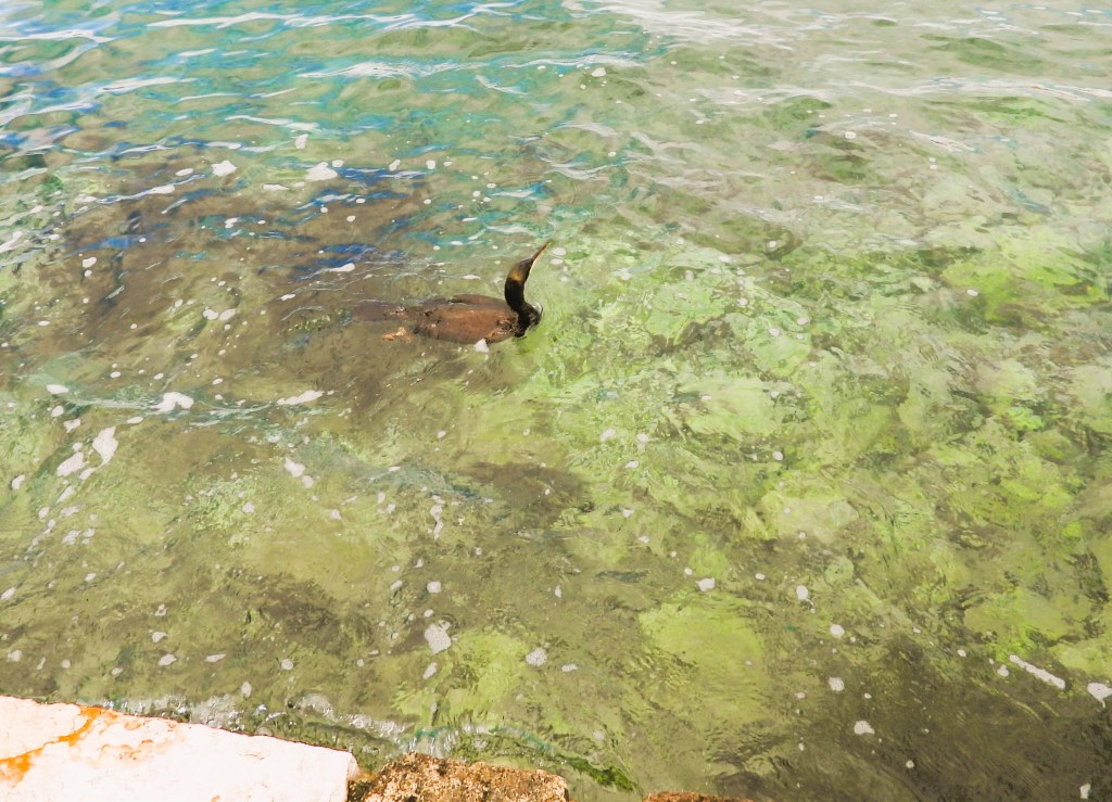 Ein Kormoran schwimmt im klaren Wasser, sichtbar sind auch Algen und Steine am Grund.