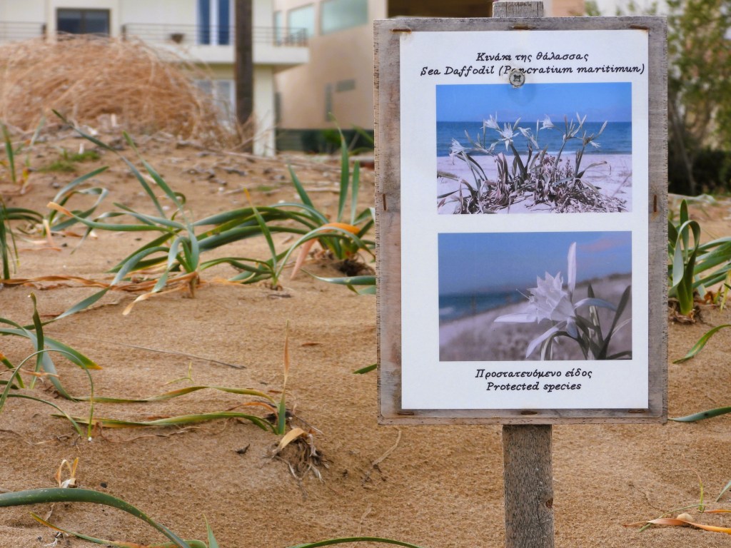 Ein Schild informiert über die Meeresnarcisse (Pancratium maritimum) mit zwei Bildern der Pflanze vor einem Strandhintergrund. Das Schild hebt hervor, dass es sich um eine geschützte Art handelt.
