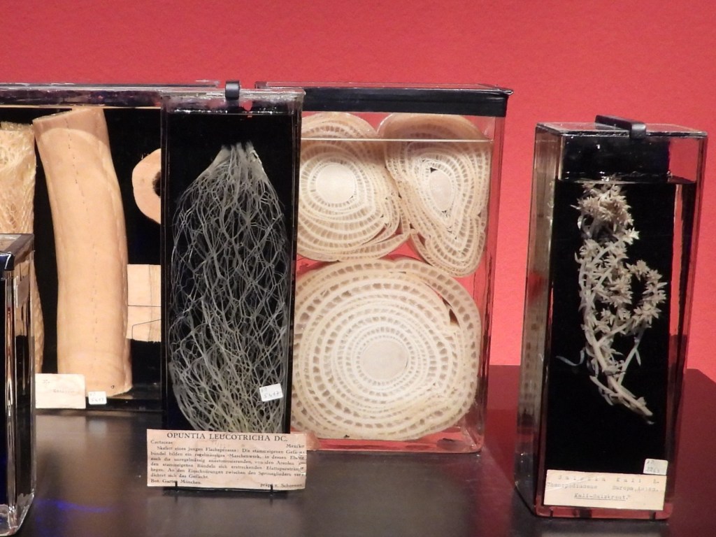 Sammlung von botanischen Präparaten in Glasbehältern, darunter geleeartige Gewebe und Pflanzenteile, präsentiert auf schwarzem Hintergrund.