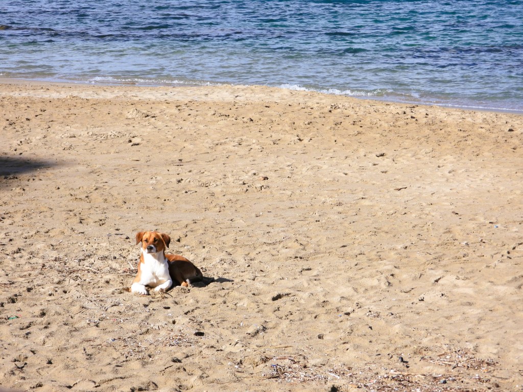 Ein Hund liegt entspannt am Strand, mit dem Meer im Hintergrund.
