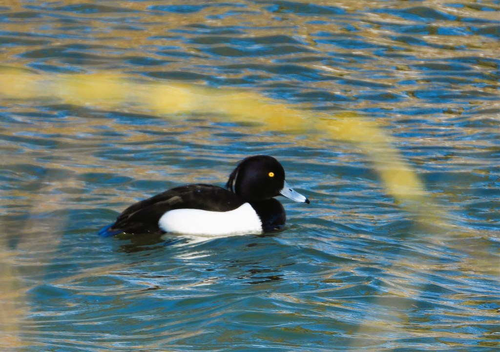 Ein männlicher Ringeltaube schwimmt auf ruhigem Wasser, umgeben von reflektierenden Elementen der Umgebung.