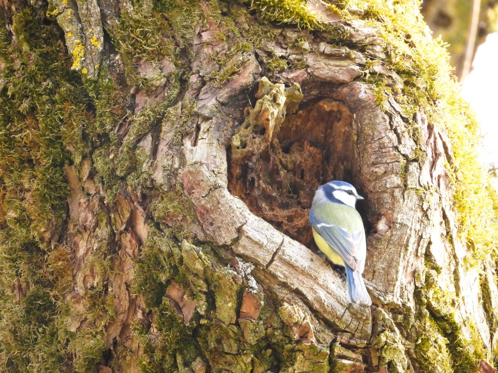 Eine Blaumeise sitzt auf einem Baumstamm neben einem Nistloch.