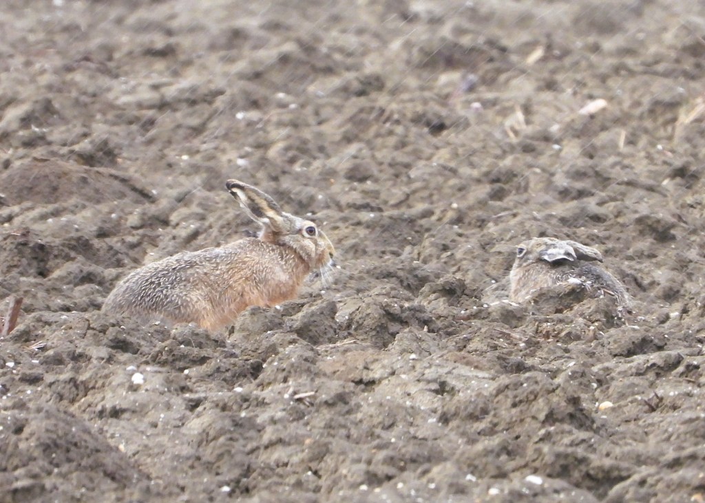 Ein Wildkaninchen sitzt auf einem frisch gepflügten Feld, während ein weiteres Kaninchen im Boden verborgen ist. Die Umgebung ist erdig und es ist leicht bewölkt.