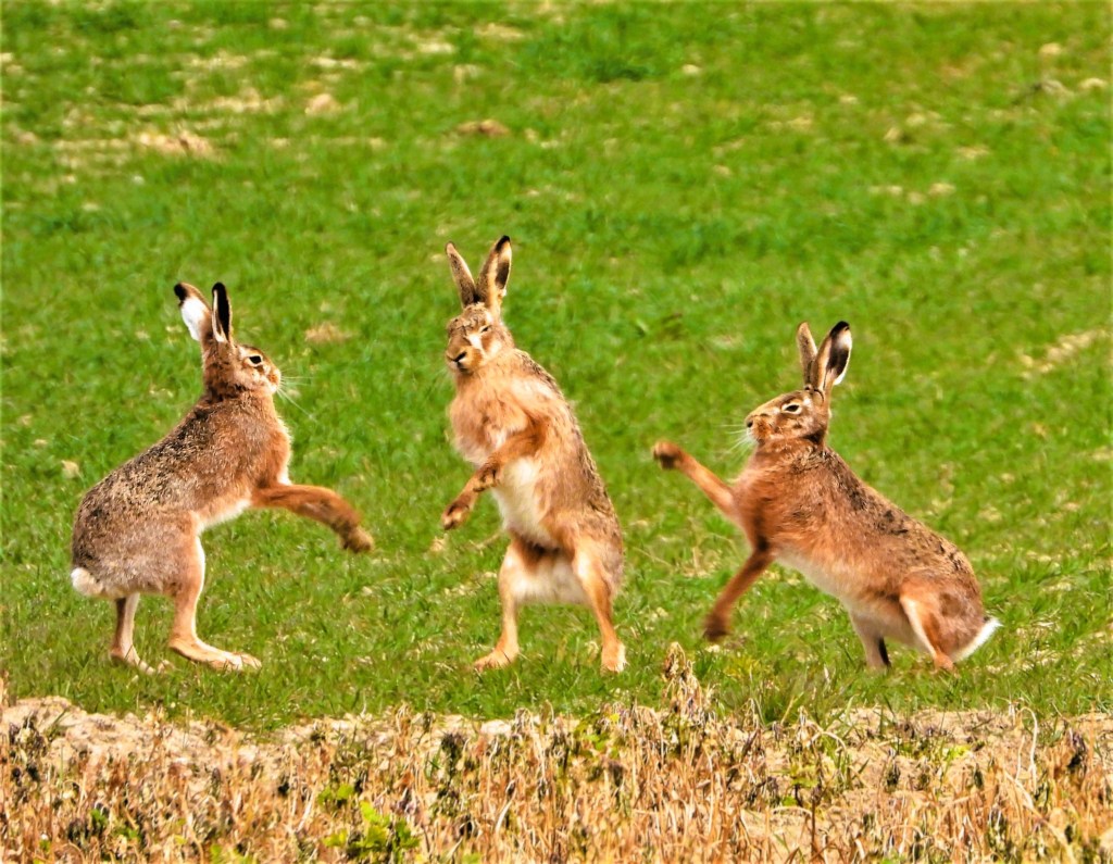 Drei Hasen, die auf einer grünen Wiese springen und spielen.