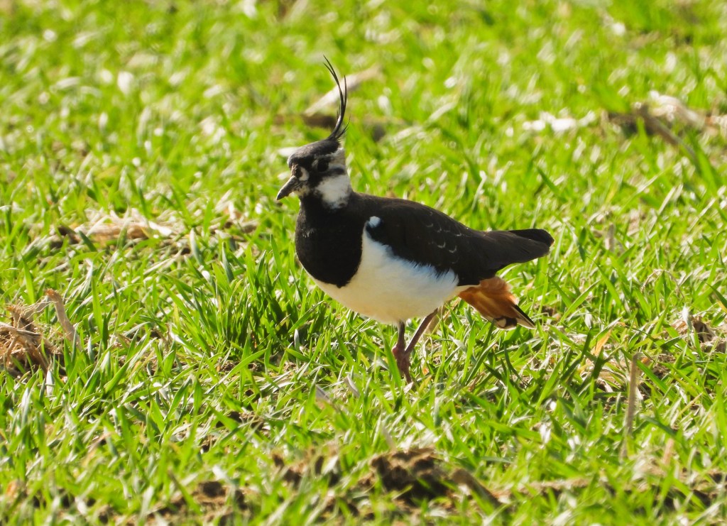 Ein schwarzer und weißer Vogel mit einem auffälligen Haarschopf steht auf grünem Gras.