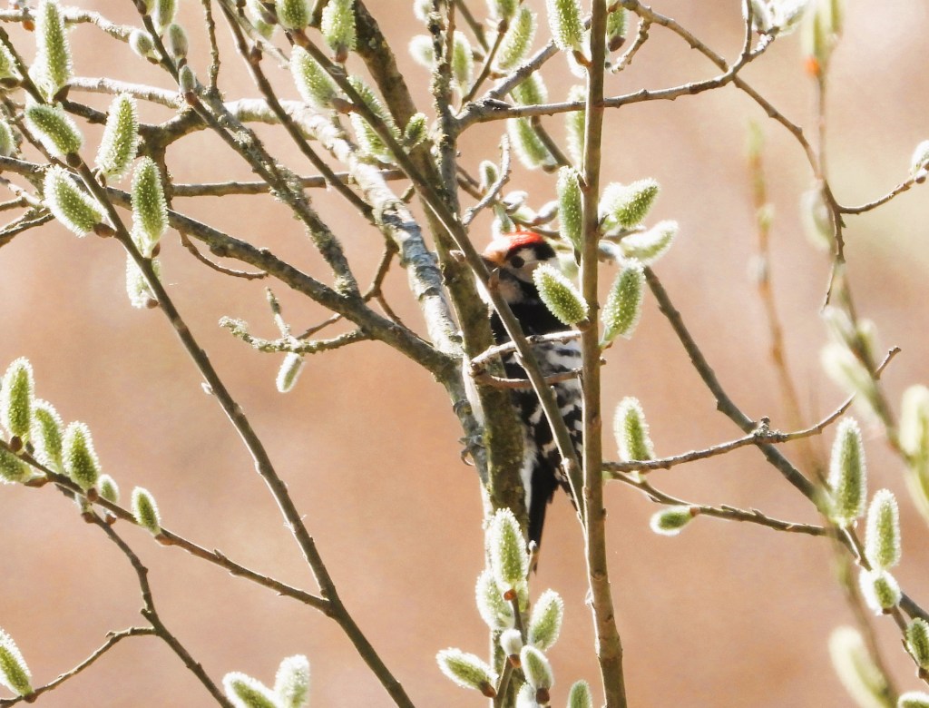 Ein Specht versteckt sich zwischen den Zweigen eines Baumes mit frischen, grünen Knospen.