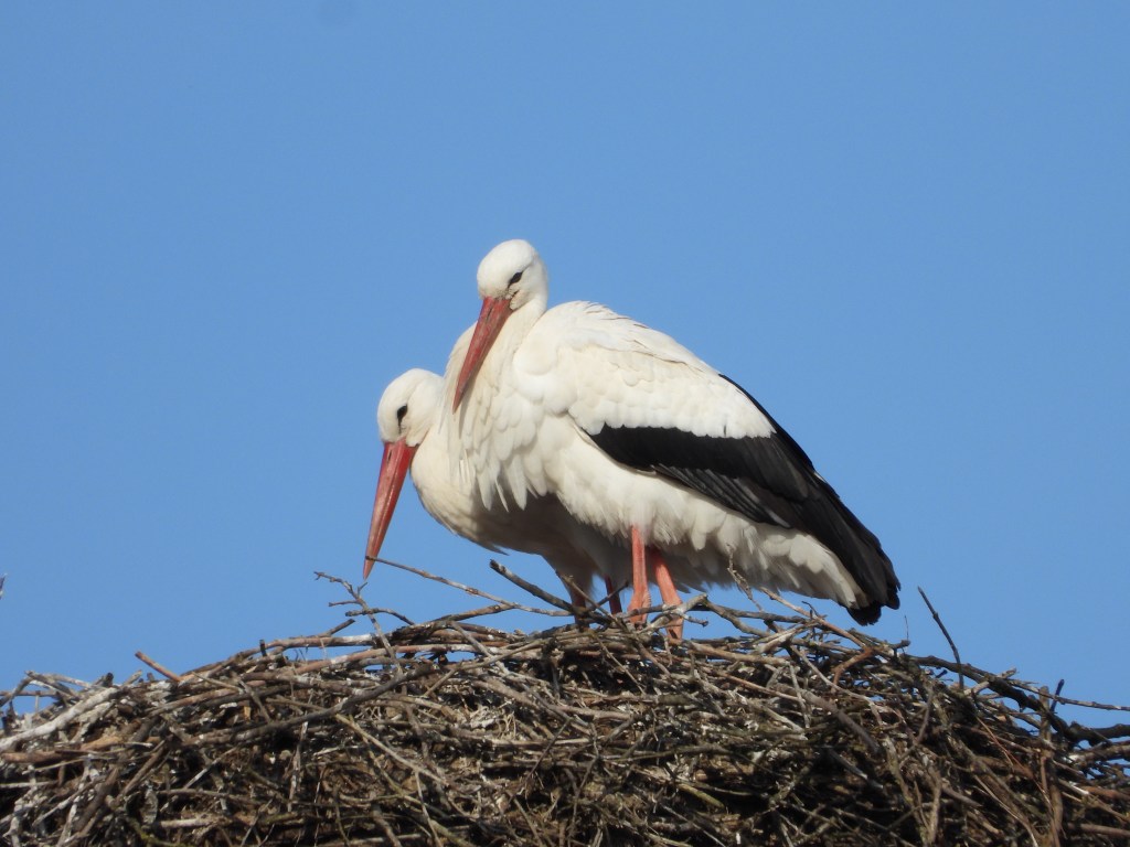 Zwei Störche sitzen auf einem Nest aus Zweigen vor blauem Himmel.