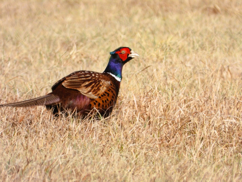 Ein männlicher Rebhuhn steht in hohem, trockenem Gras, mit buntem Gefieder und einem auffälligen roten Kopf.